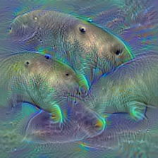 n02071294